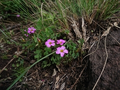 Oxalis obliquifolia