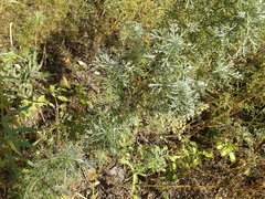 Artemisia sericea
