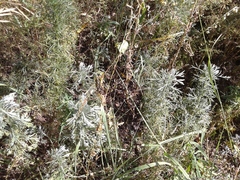 Artemisia sericea