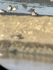 Calidris alpina