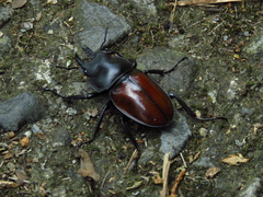 Neolucanus swinhoei