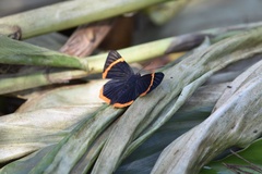 Riodina lycisca