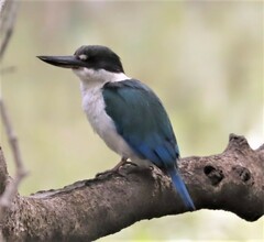 Todiramphus sordidus