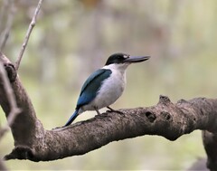 Todiramphus sordidus