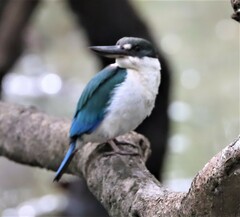 Todiramphus sordidus