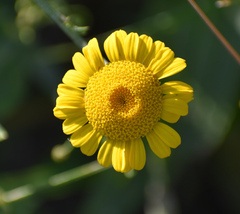 Anthemideae