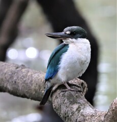 Todiramphus sordidus