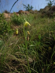 Albuca shawii