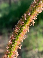 Setaria sphacelata