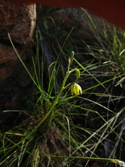 Albuca shawii