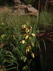 Eulophia coddii