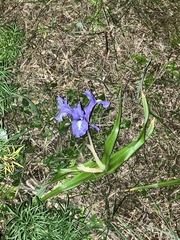 Iris planifolia