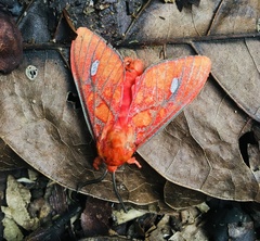 Ernassa sanguinolenta