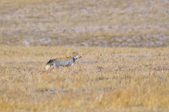 Vulpes ferrilata