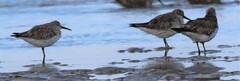 Calidris tenuirostris
