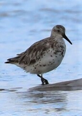 Calidris tenuirostris