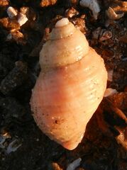 Nucella lapillus