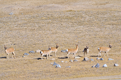 Procapra picticaudata