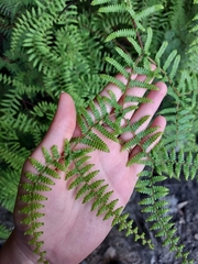 Gleichenia