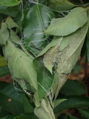 Margaroniini