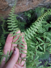 Gleichenia