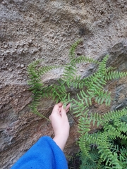 Gleichenia