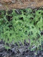 Gleichenia