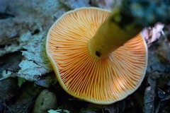 Lactarius
