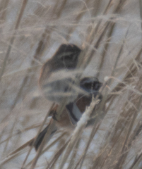 Emberiza cioides