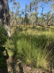 Xanthorrhoea fulva
