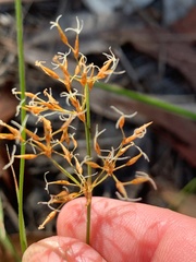 Fimbristylis cinnamometorum