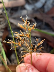 Fimbristylis cinnamometorum