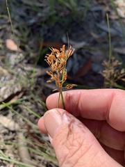 Fimbristylis cinnamometorum