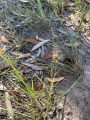 Fimbristylis cinnamometorum