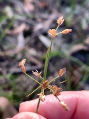 Fimbristylis dichotoma