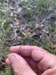 Fimbristylis dichotoma