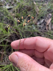 Fimbristylis dichotoma