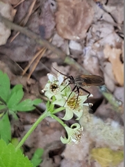 Empis tessellata