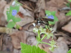 Empis tessellata