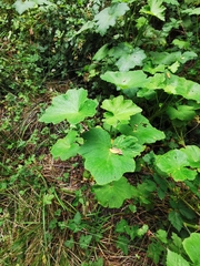 Pelargonium papilionaceum