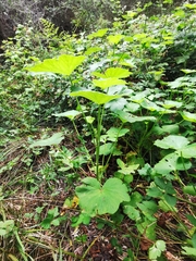 Pelargonium papilionaceum