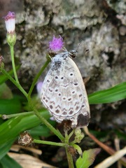 Pseudozizeeria maha okinawana