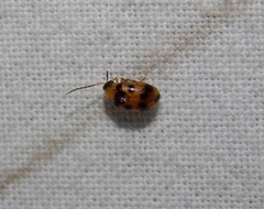 Afromaculepta decemmaculata