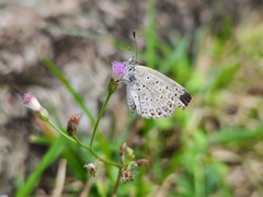 Pseudozizeeria maha okinawana