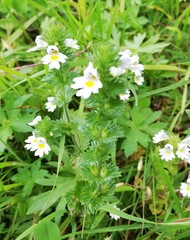Euphrasia officinalis