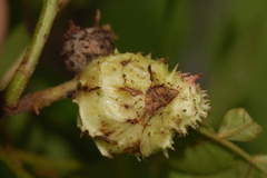 Phylloxera spinosa