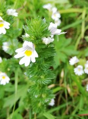 Euphrasia officinalis