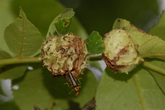 Phylloxera spinosa