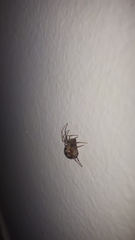 Steatoda triangulosa