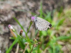 Pseudozizeeria maha okinawana